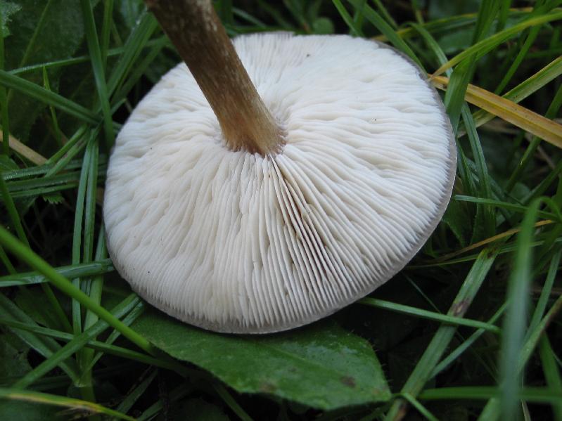 brancolo nel buio  (cfr. Melanoleuca sp.)